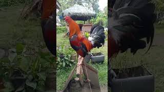 Download lagu DAN GRAY BLOOD LINE FIGHTING COCK #derby #gallos #manok #birds #gamefowl mp3 Download lagu DAN GRAY BLOOD LINE FIGHTING COCK #derby #gallos #manok #birds #gamefowl mp3