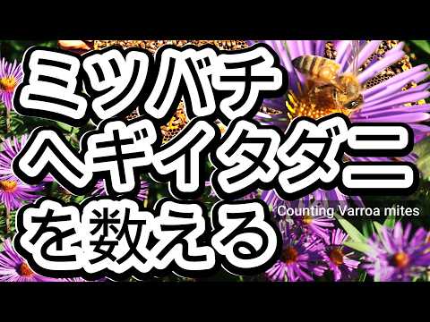 経済学科 晴蜂雨読 No. 66／今秋のミツバチヘギイタダニ被害は昨年を上回るとの声も／ダニの寄生率を計算する／ 2025年9月、その3／山崎亮一／日英字幕付／Counting Varroa Mites／Sub