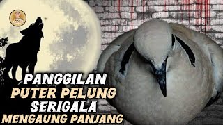 Download lagu Suara Puter Pelung Serigala Menangis Panjang Super Kuwok Ampuh Buat Pancingan ‼️ mp3 Download lagu Suara Puter Pelung Serigala Menangis Panjang Super Kuwok Ampuh Buat Pancingan ‼️ mp3