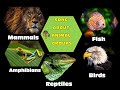 Song About Animal Groups for Children/ Animal Classification /Vertebrates/ Sing and Learn Science