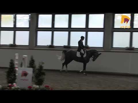 Comtess; Cordess x San Juan