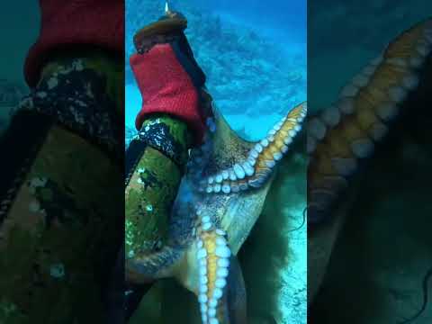 hunting for big tako @40ft