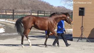 Re: [馬娘] 黃金家族