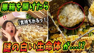【閲覧注意】死滅したミツバチの巣を解体したらとんでもないものが...！？