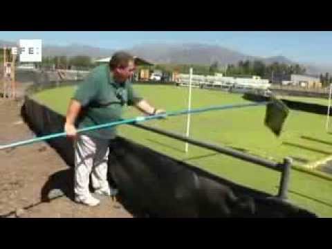 Chile cultivará plantas acuáticas para producir biocombustibles