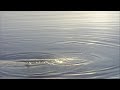 Susanne Ciani - Sargasso Sea (LandscapeHD)