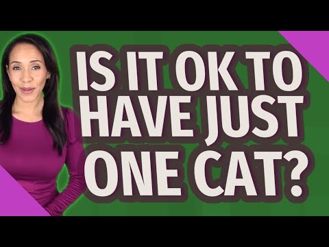 Is it OK to have just one cat?