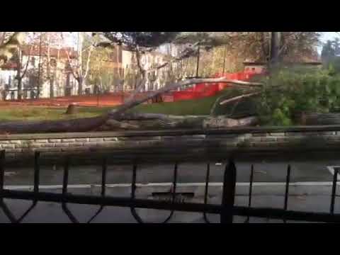 Il taglio dei pini malati nel parco di Vasanello