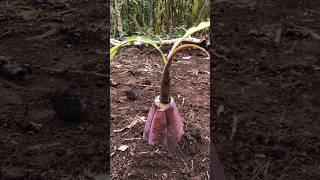 Download lagu Menanam pohon pisang #wargads #pohonpisang #lucu mp3