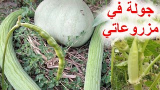 ماذا زرعت في هذا الموسم..؟؟