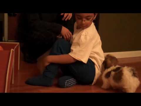 Nazir-Christmas Puppy Gift