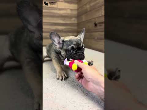 Video 3