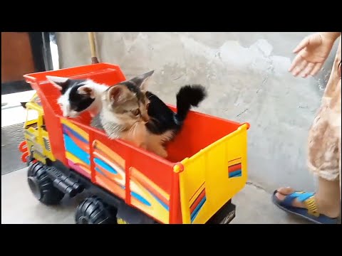 Funny kittens video