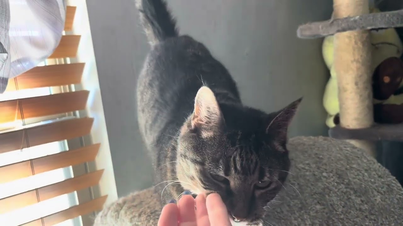 Enlarge Kimmy, a Adoptable Domestic Short Hair in Blanchard, OK video 6/6