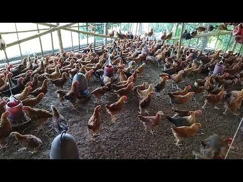 murgi khamer| rajib vaiya| Kushtia