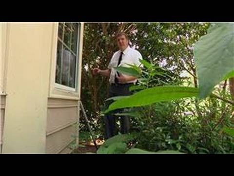 Insect & Pest Control : How to Kill Ants with Cornmeal