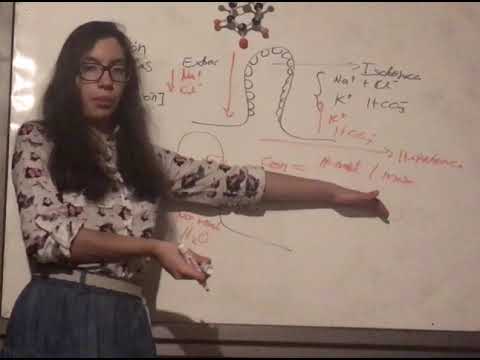 Concentración Relativa de las Secreciones de las Glándulas Salivales. Fisiología Gastrointestinal