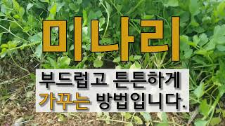 미나리 부드럽고 튼튼하게 가꾸는 방법입니다. #주말농장 도시텃밭 미나리 가꾸기!