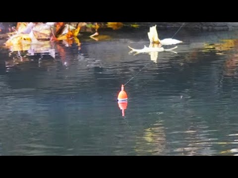 Michigan Fall Steelhead Fishing - 4k Bobber Downs!