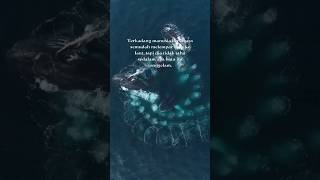 Download lagu Kata bijak tentang melempar batu ke laut #katakatabijak #katamutiara #lautan #whales mp3