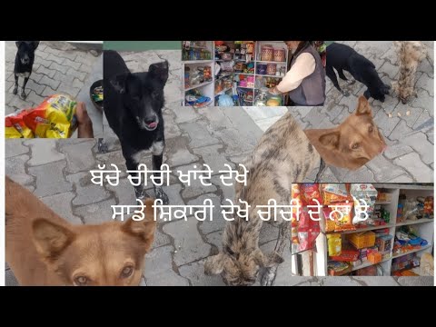 ਚੀਚੀ ਦੇ ਨਾਂ ਤੇ ਦੇਖੋ ਸ਼ਿਕਾਰੀਆਂ ਦਾ ਹਾਲ 🤣#love#dog#dogs#viralvideo
