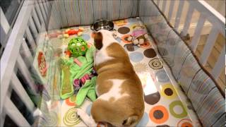 preview picture of video 'Lazy Playtime - English Bulldog at Charm City Puppies 5-18-12'