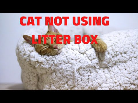 cat not using litter box causes and solutions
