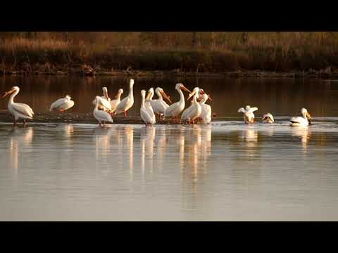 Pelikany Dzioborogie. American white pelican (Pelecanus erythrorhynchos)