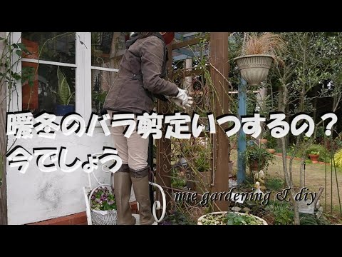 モクレンをいつ剪定するか、どの時期に剪定するか、永続的な落葉樹