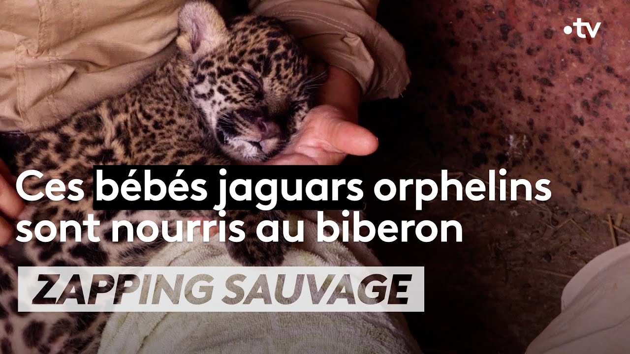 Ces bébés jaguars orphelins sont nourris au biberon - ZAPPING SAUVAGE