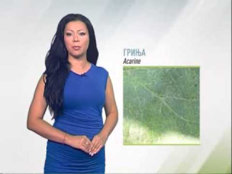 Zelena prognoza 22.7.2014. - Štetočine u zasadima jabuka