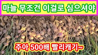 마늘 무조건 무저껀~이걸로 심으셔야 합니다 홍산마늘  주아 500배 빨리캐기~