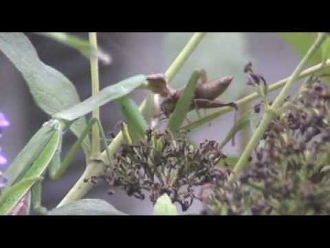 death by a praying mantis