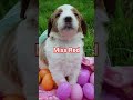Goldendoodle dogs for sale: Miss Red - Video 1