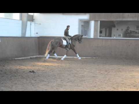 Hengst (Floriscount/Weltmeyer/Daidalos/A Jungle Prince)