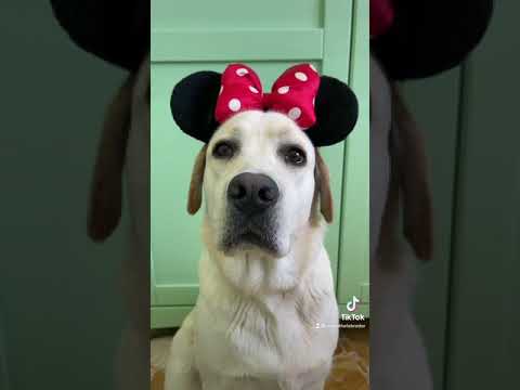 CUTE labrador puppy TikTok video