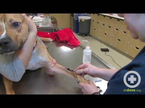 How to Do a Canine Cephalic Vein Blood Collection
