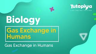 Gas Exchange in humans.