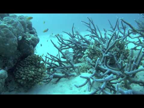 Great Barrier Reef Diving - July 2011- Spoilsport