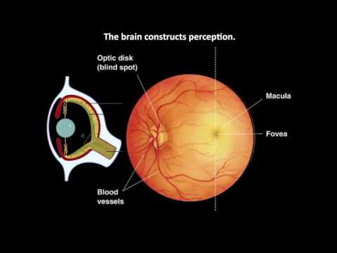 Your Brain on Drugs, UA Science Café Series, Stephen Cowen
