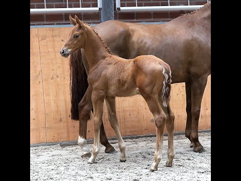 Vivino - Fürst Nymphenburg, oldenburger, colt, * 04/2021 for sale