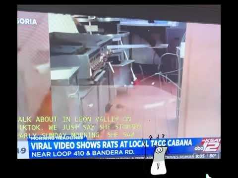 Rats found at a Taco Cabana