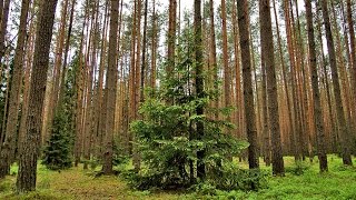 Конаково тверская область отдых с детьми летом