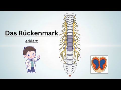 Rückenmark einfach erklärt: Aufbau, Funktion & Leitungsbahnen | Neuroanatomie