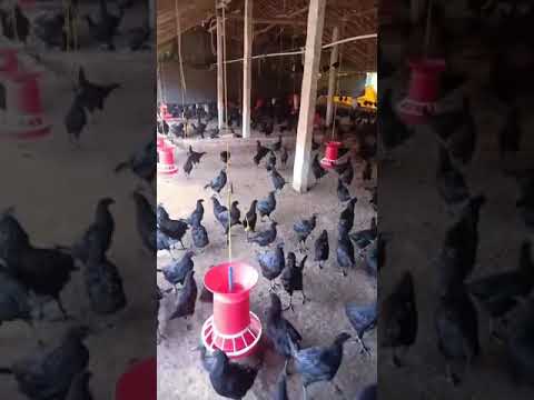 Kadaknath Chicken Chicks