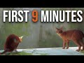 The First Nine Minutes Of Stray On PS5