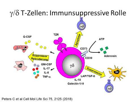 Gamma delta T Zellen Teil 1