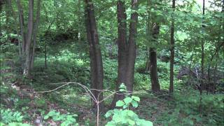 Guru Guru-living in the woods