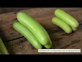 Video for Margarita