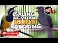 Kompilasi Saling Nembak Kunti ️Cucak Cungkok Vs Srigunting Abu Abu Full Isian Kunti